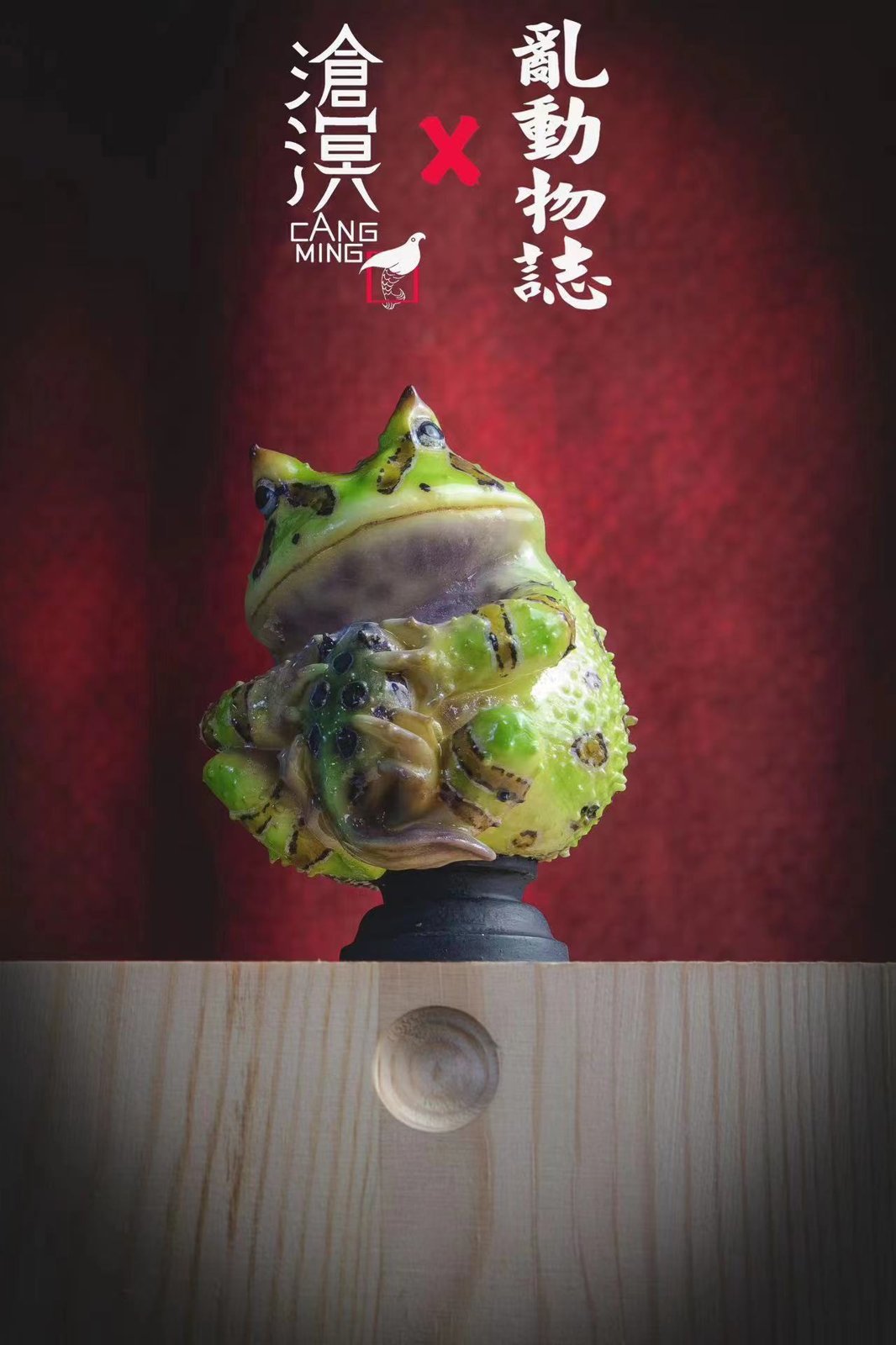 Horned Frogs & Tadpoles