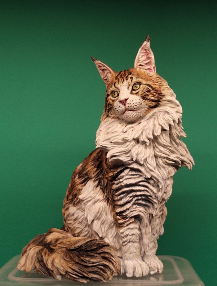 Maine Coon cat 1/6