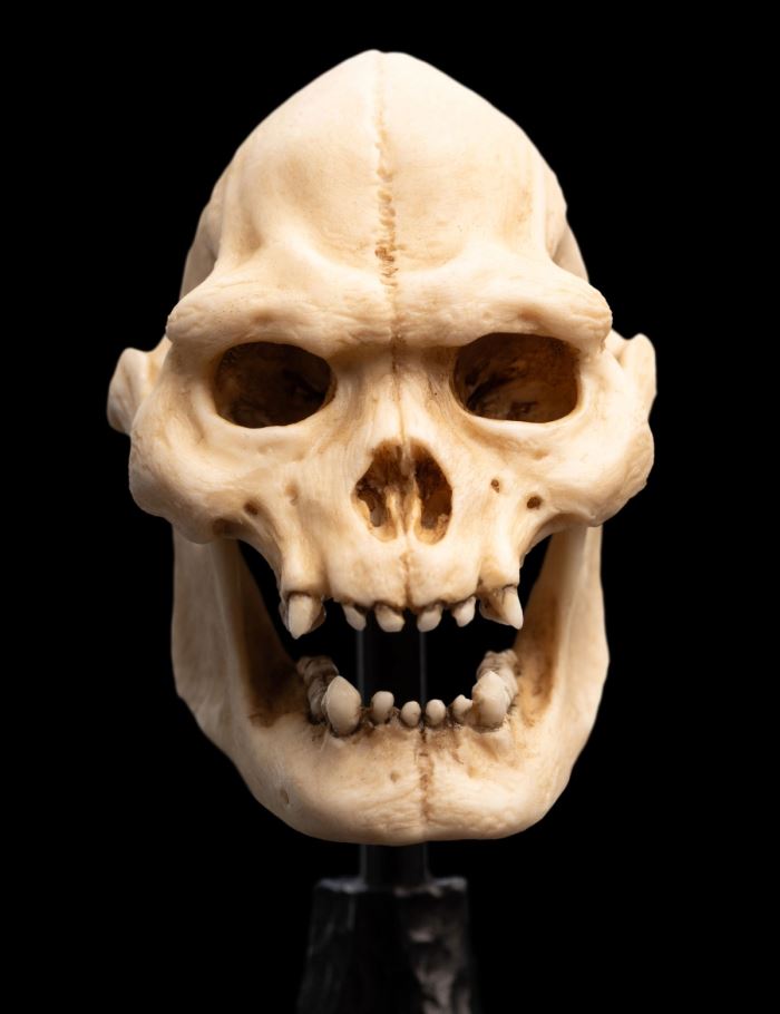 SKULL OF LURTZ Miniature Skull