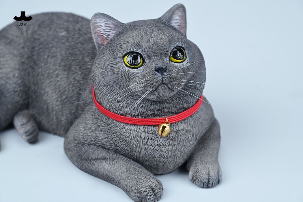 British Shorthair Cat 1/3