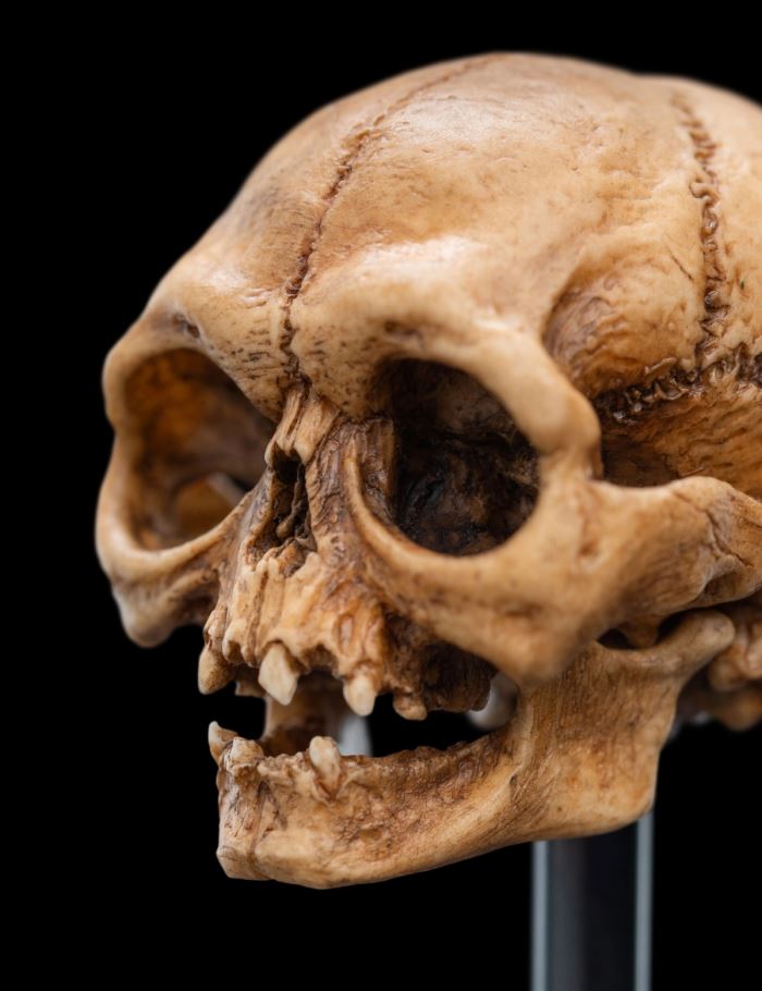 SKULL OF GOLLUM - Miniature Skull