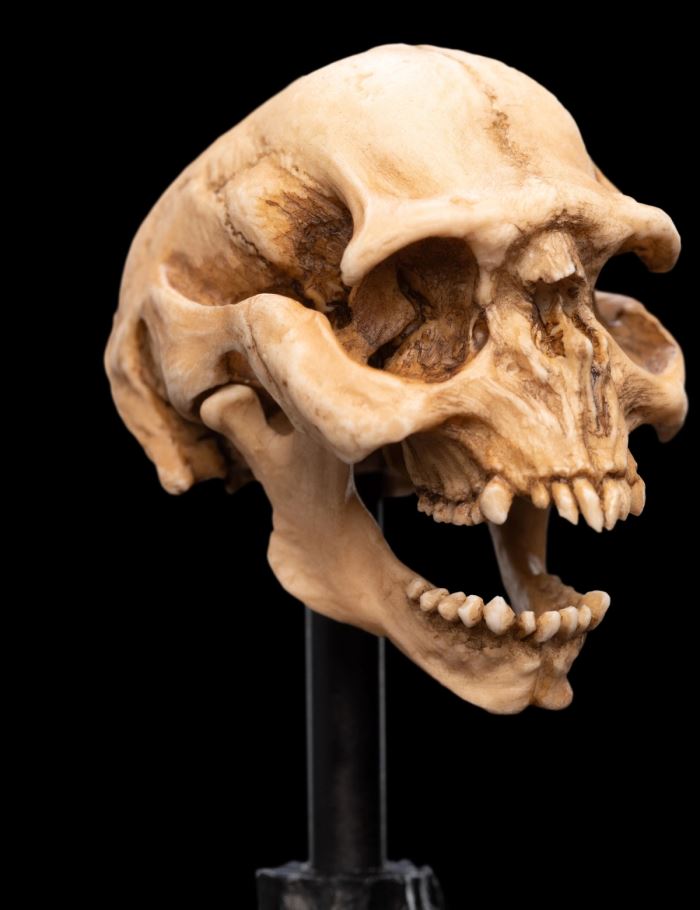 SKULL OF A MORIA ORC Miniature Skull