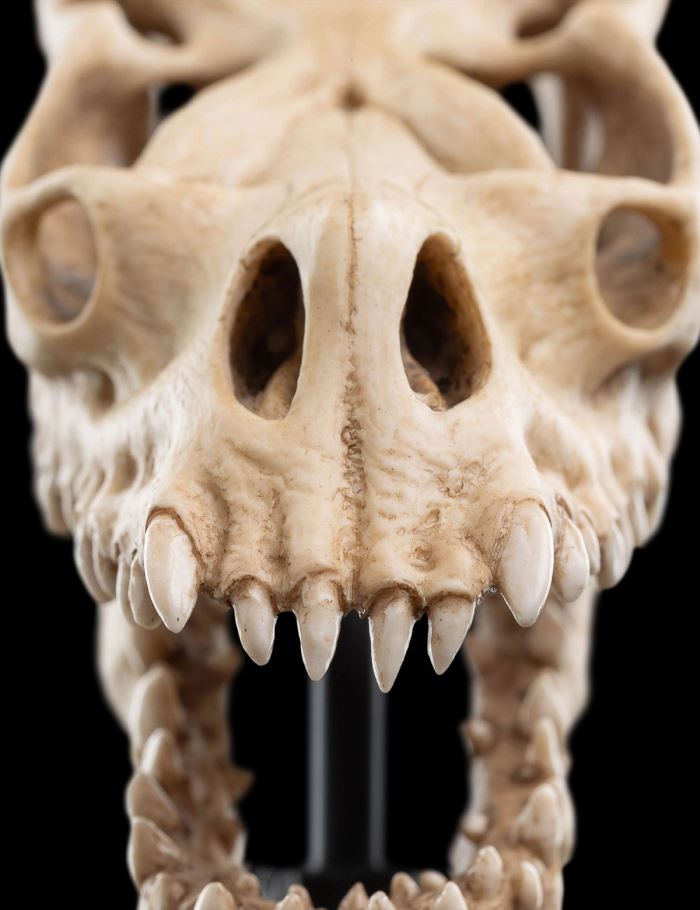 SKULL OF A FELL BEAST Miniature Skull