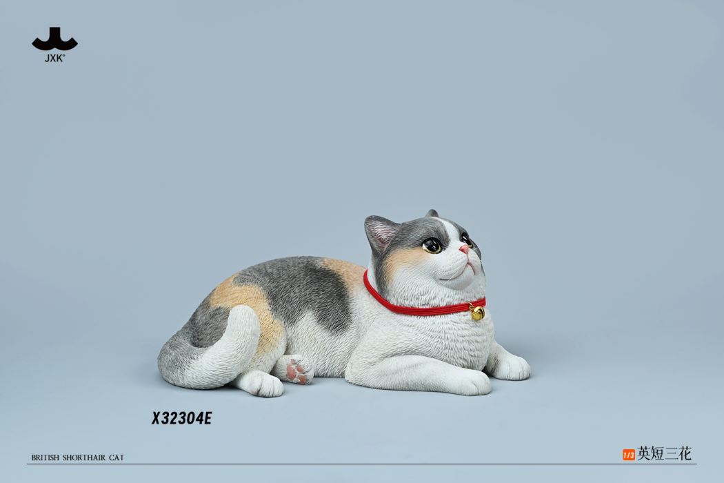 British Shorthair Cat 1/3