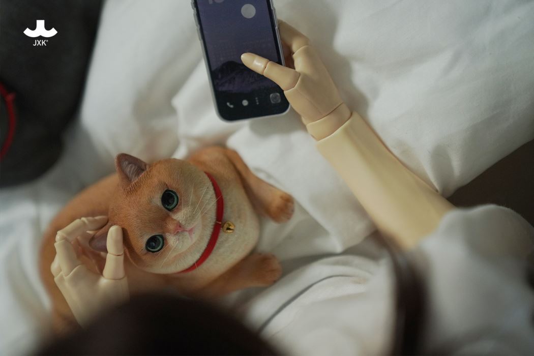 British Shorthair Cat 1/3