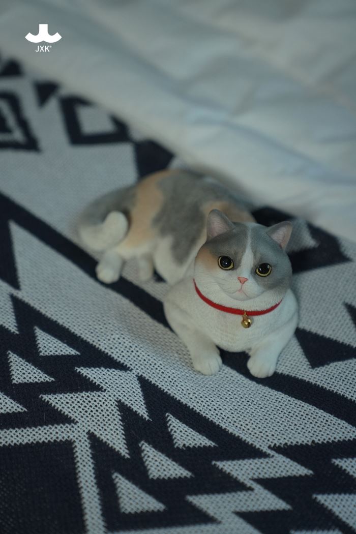 British Shorthair Cat 1/3