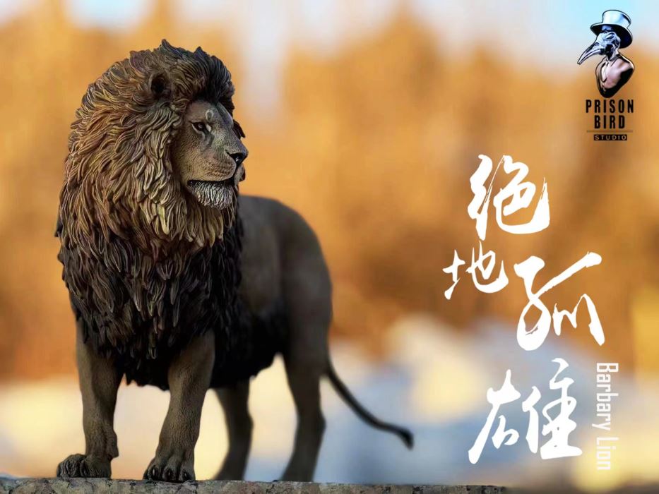 Barbary lion 1/6