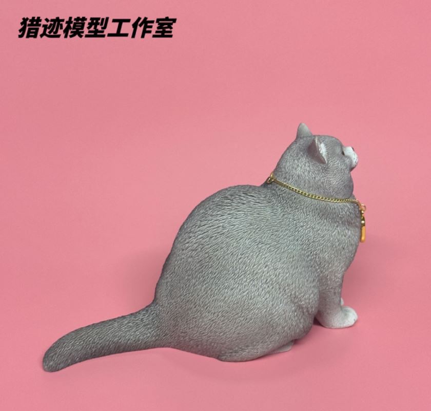 British Shorthair Blue Cat