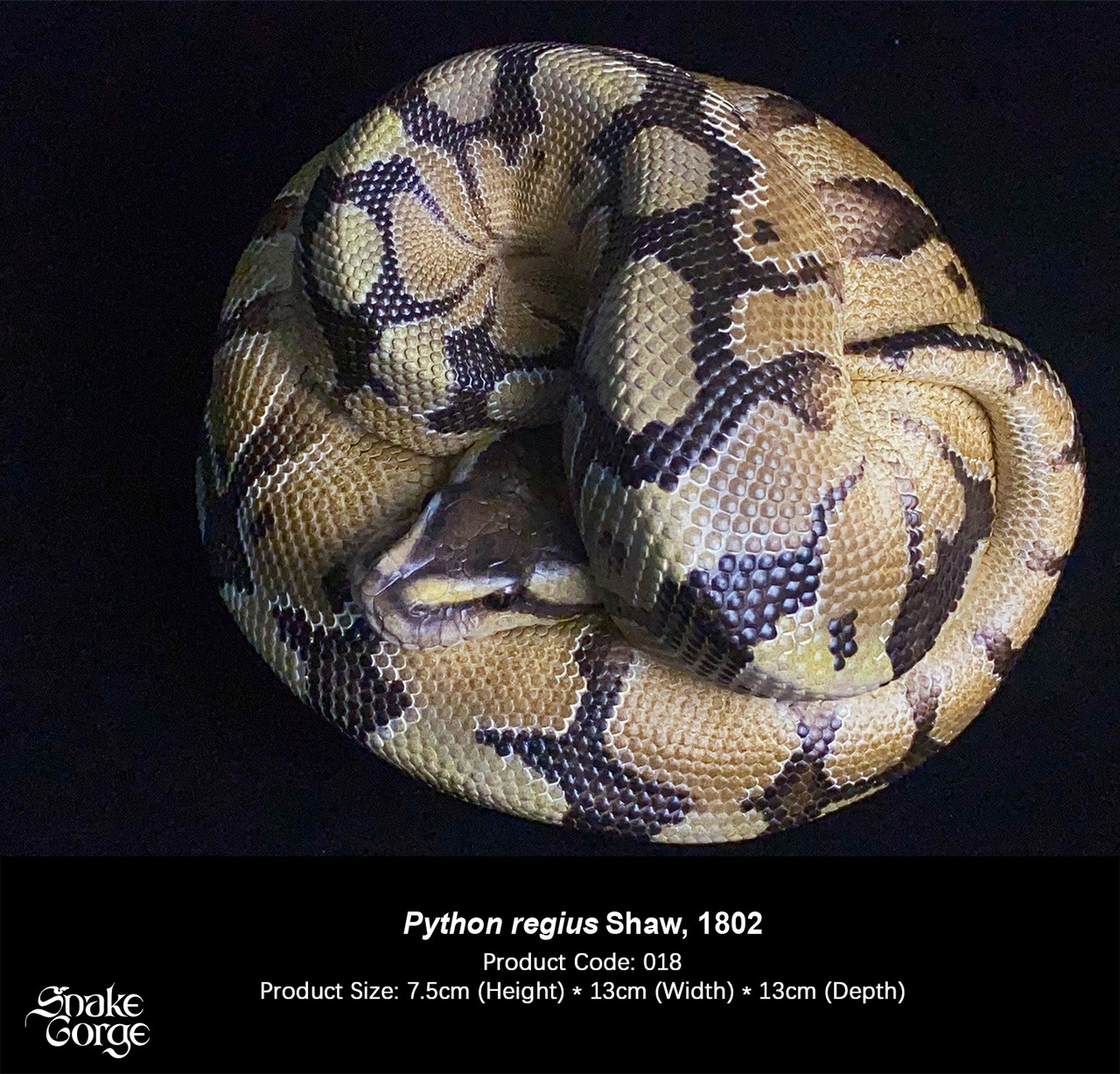 Regius Ball python