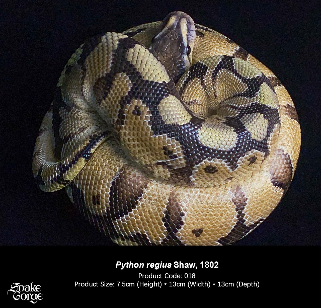 Regius Ball python