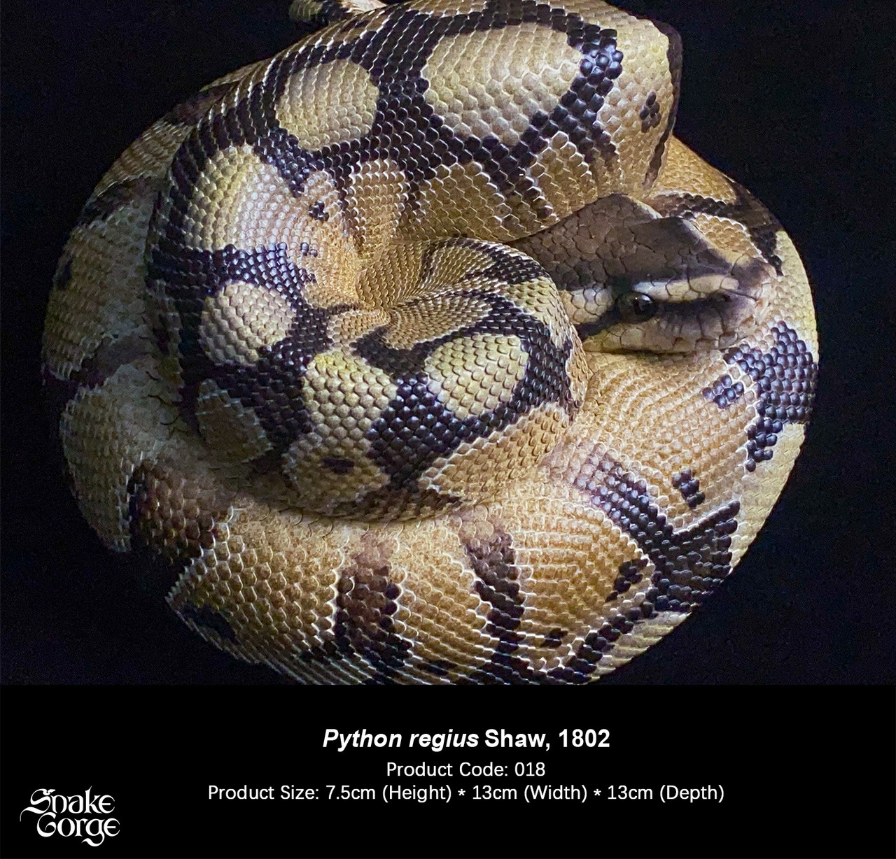 Regius Ball python