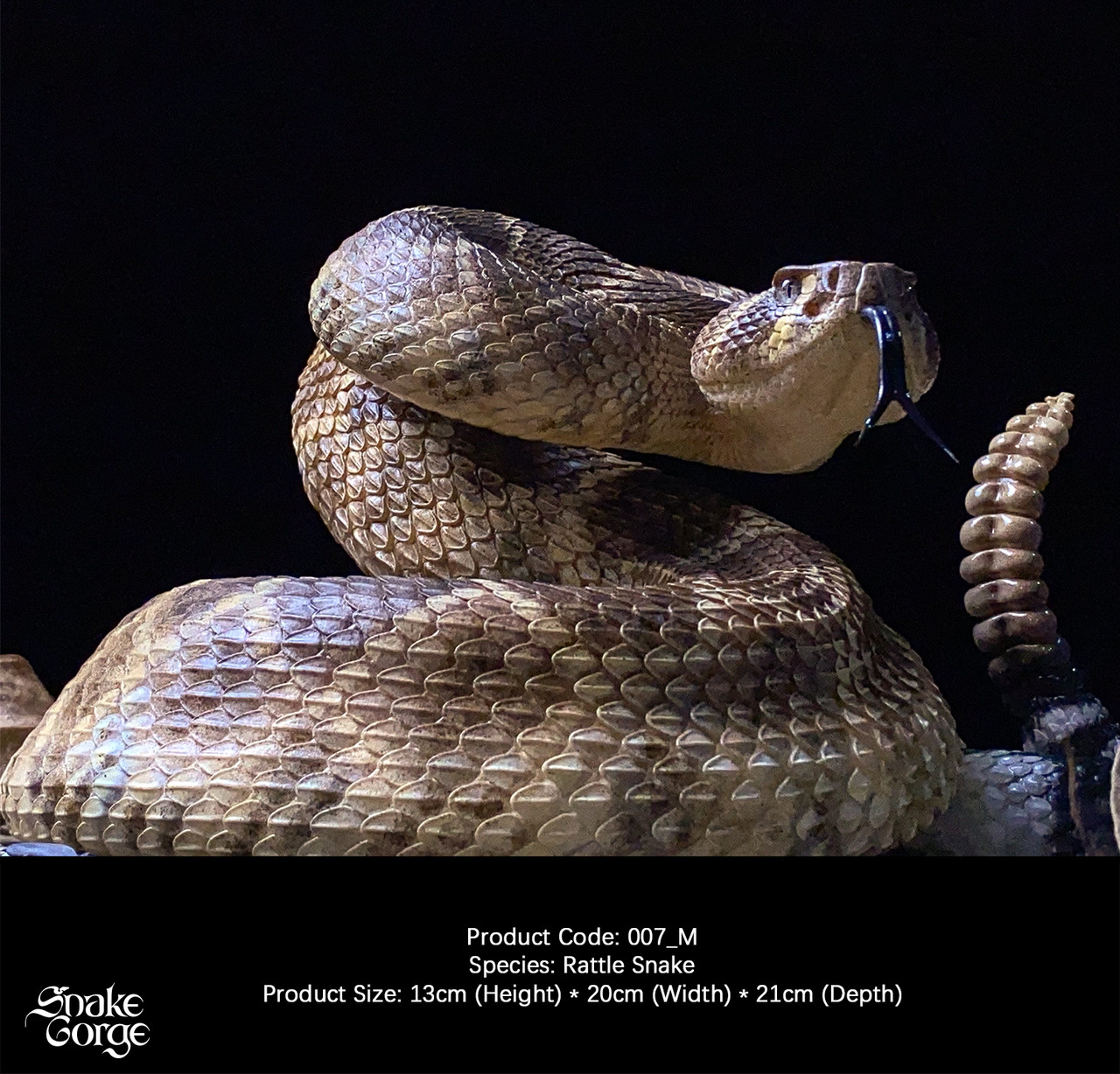 Crotalus atrox