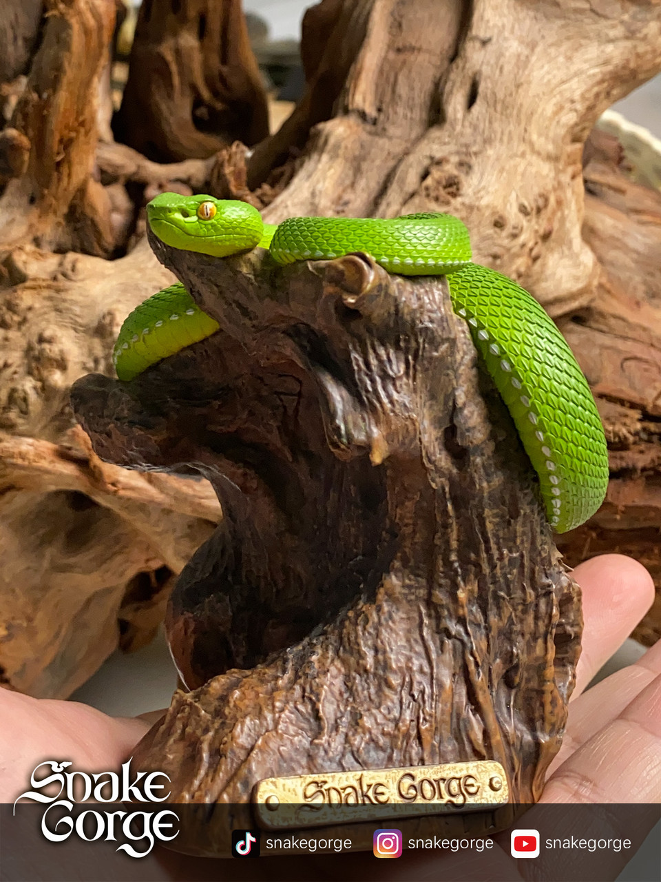 Trimeresurus