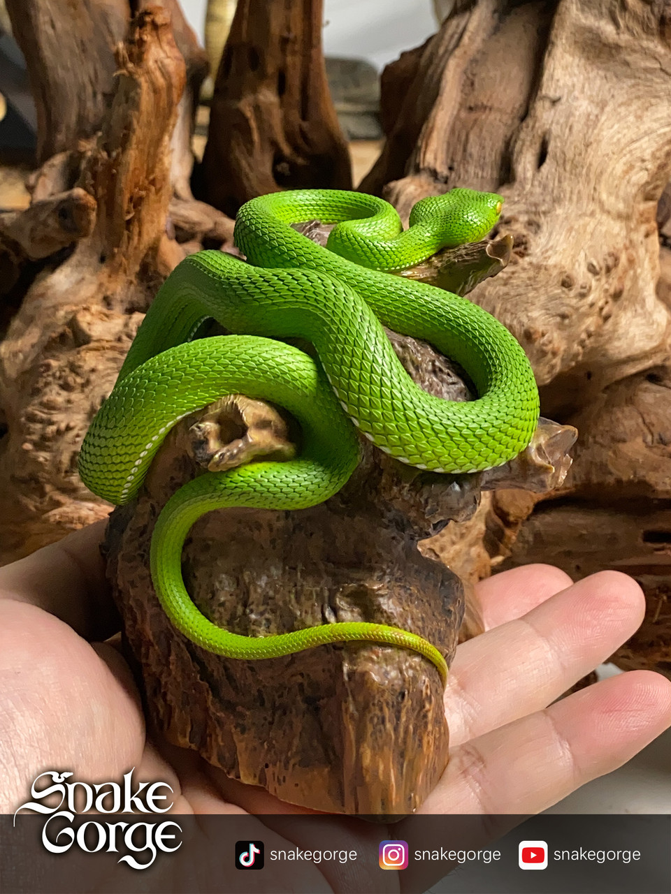 Trimeresurus