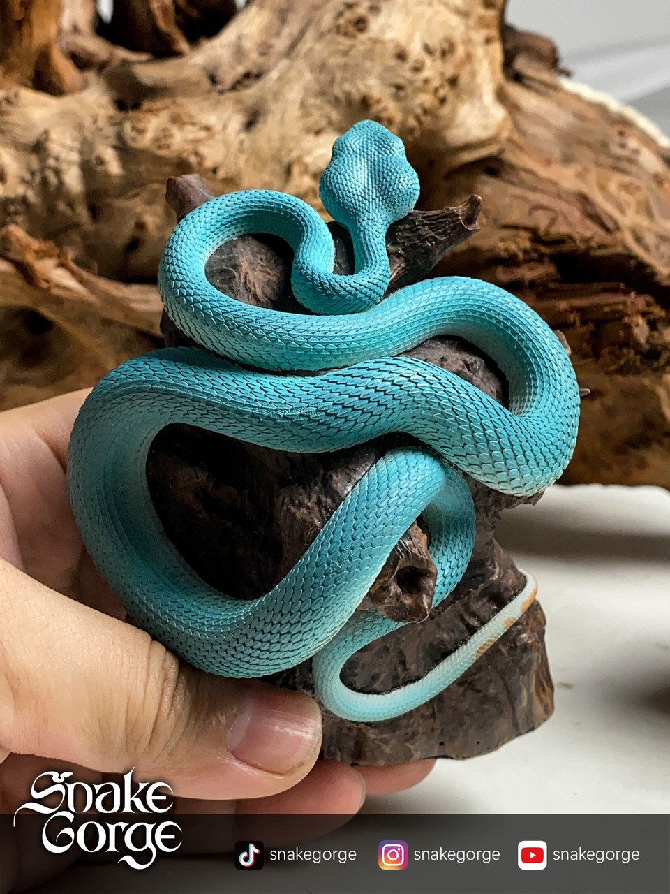 Trimeresurus