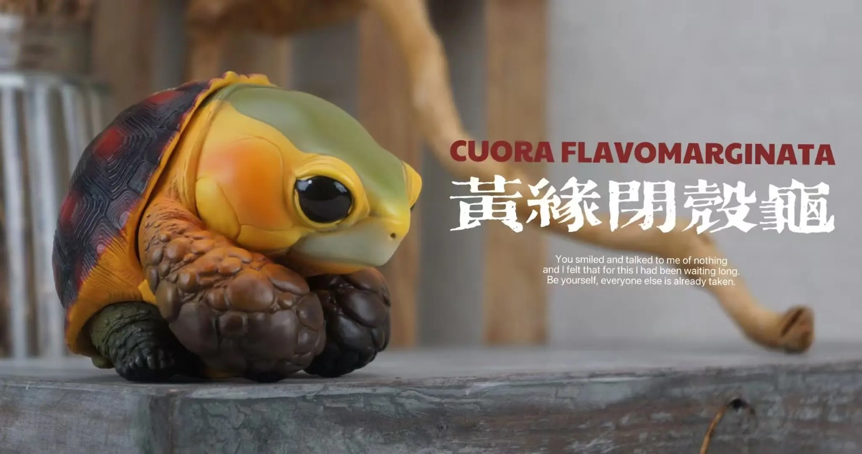 CUORA FLAVOMARGINATA & GEOCHELONE SULCATA