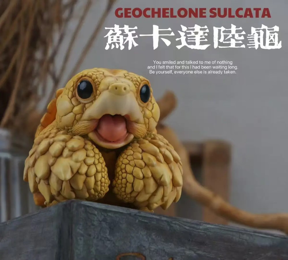 CUORA FLAVOMARGINATA & GEOCHELONE SULCATA