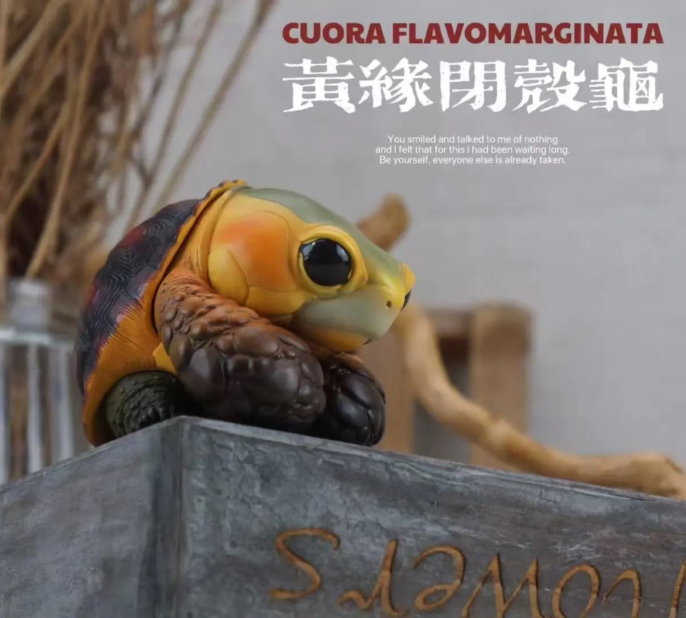 CUORA FLAVOMARGINATA & GEOCHELONE SULCATA