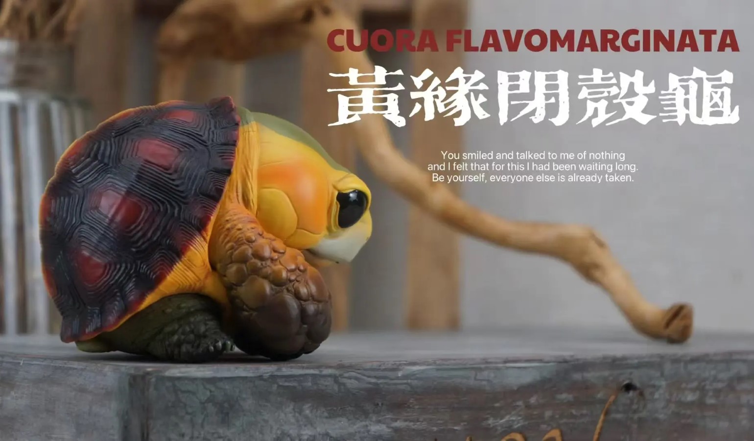 CUORA FLAVOMARGINATA & GEOCHELONE SULCATA