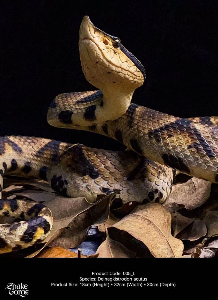 Deinagkistrodon acutus 2.0