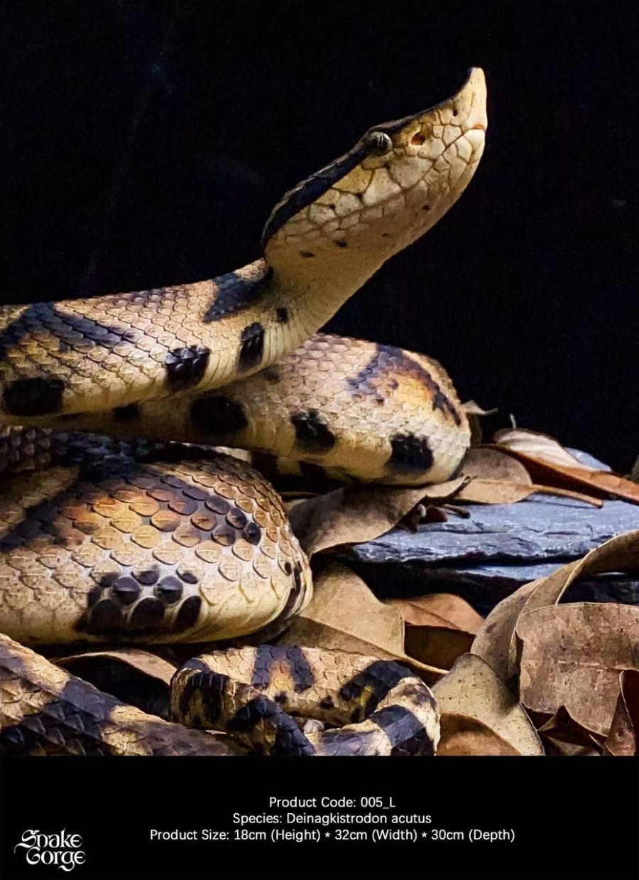 Deinagkistrodon acutus 2.0