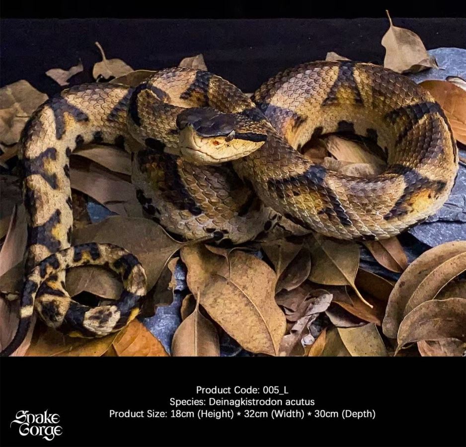 Deinagkistrodon acutus 2.0