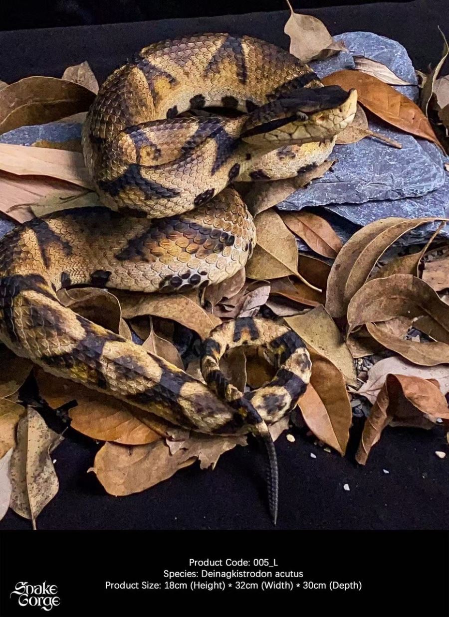 Deinagkistrodon acutus 2.0