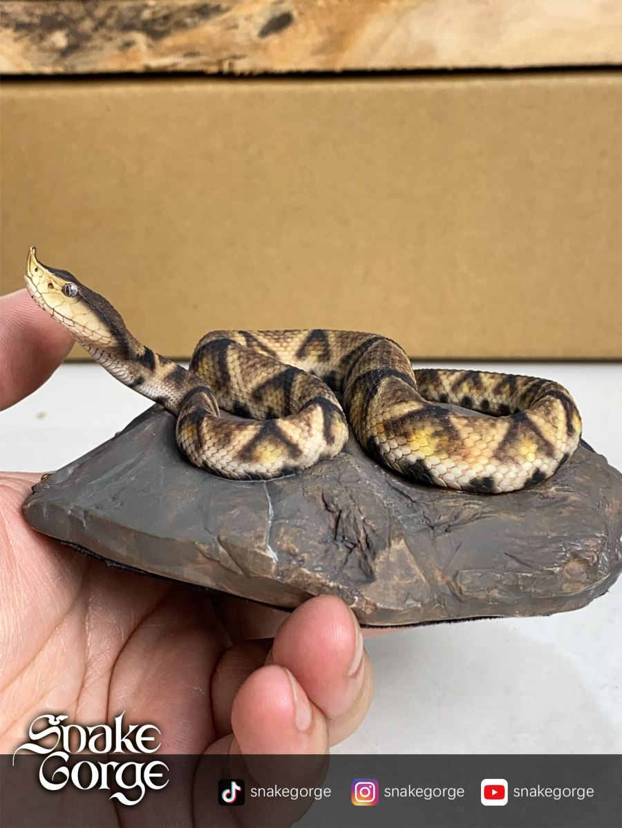 Deinagkistrodon Acutus