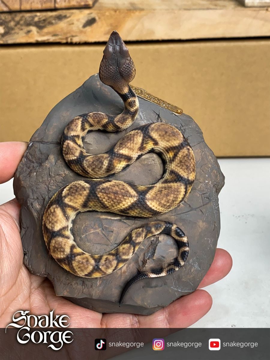 Deinagkistrodon Acutus