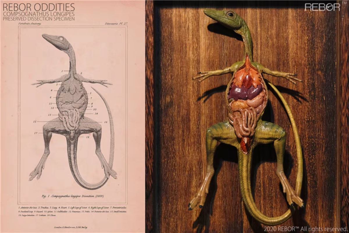 Compsognathus preserved anatomical specimens