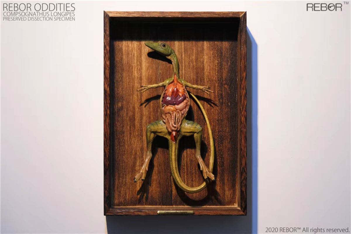 Compsognathus preserved anatomical specimens