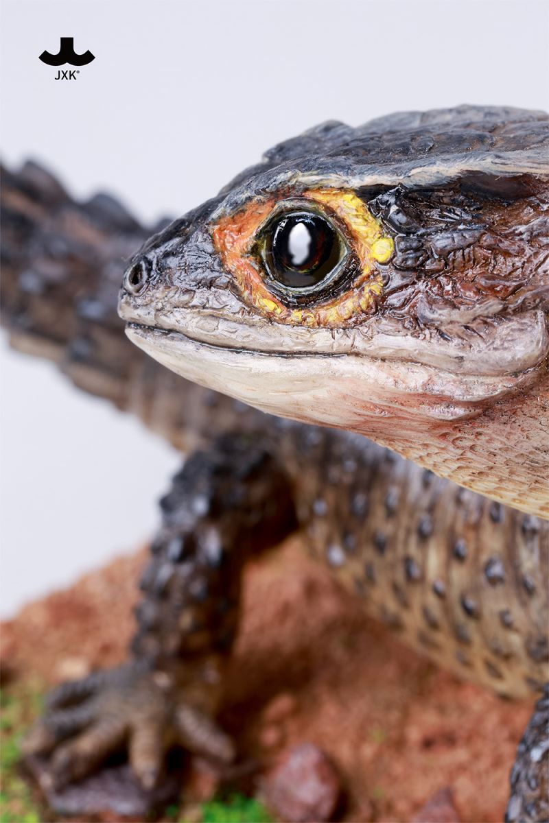 Tribolonotus gracilis [JXK305]