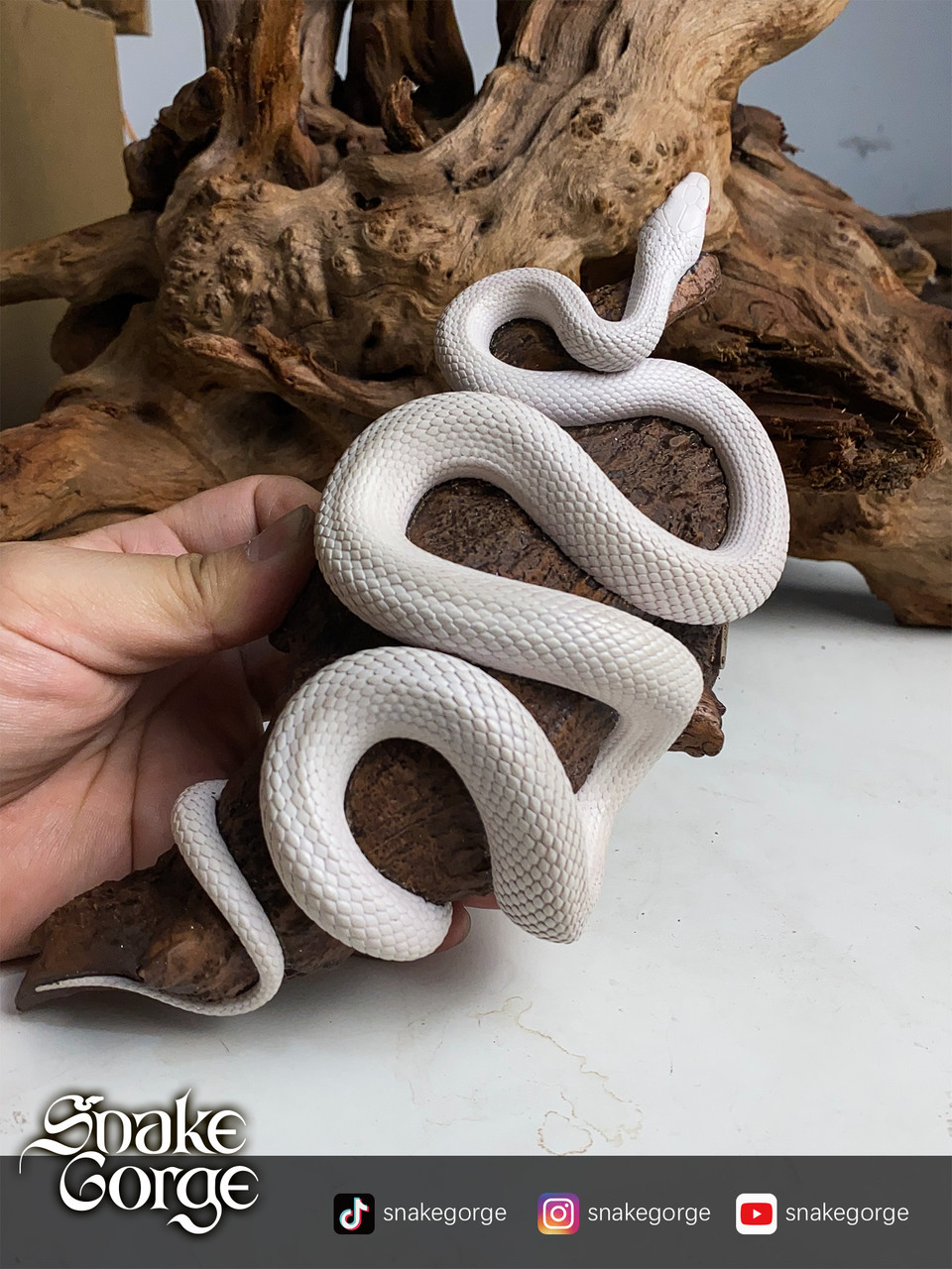 Pantherophis Guttatus Whiteout statue