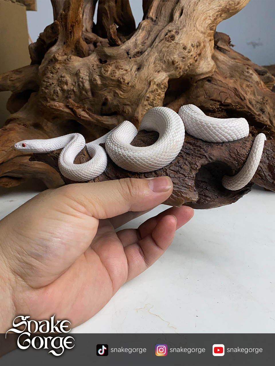 Pantherophis Guttatus Whiteout statue