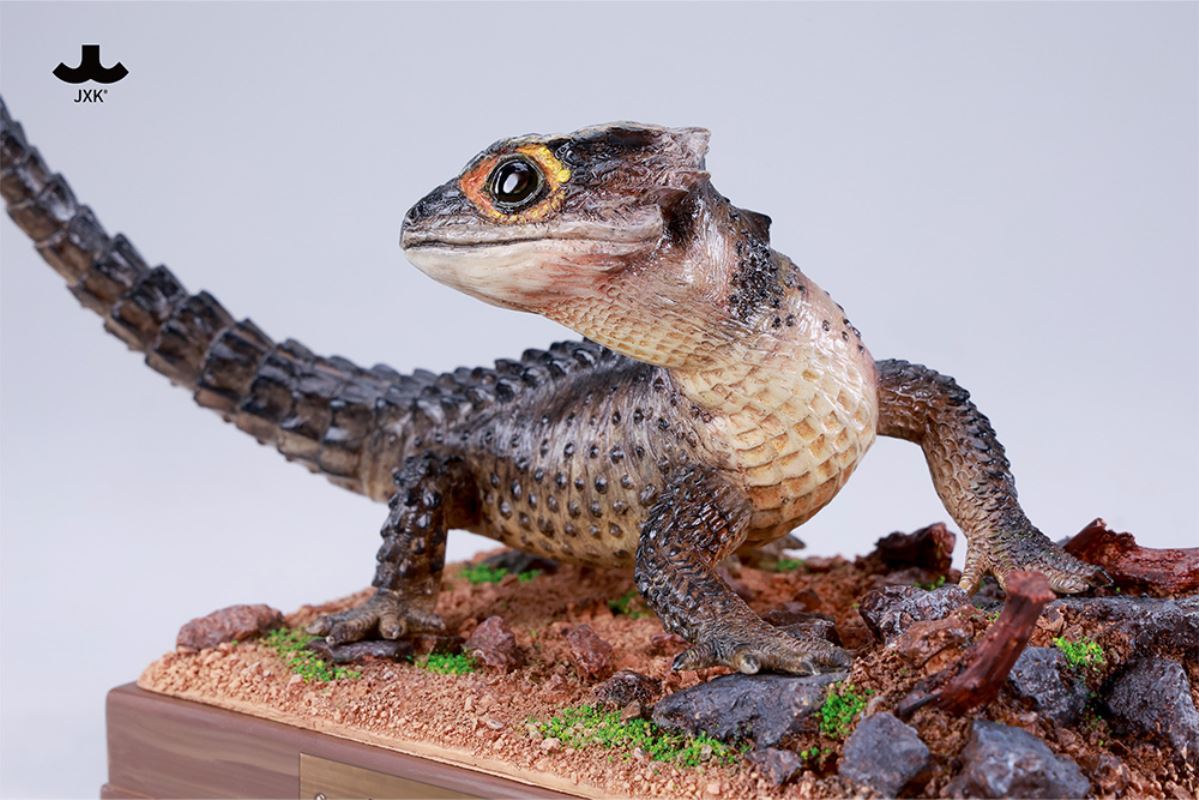 Tribolonotus gracilis [JXK305]