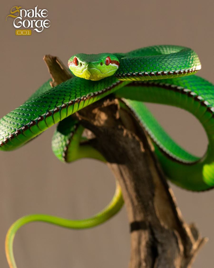 Animal museum Trimeresurus gumprechti