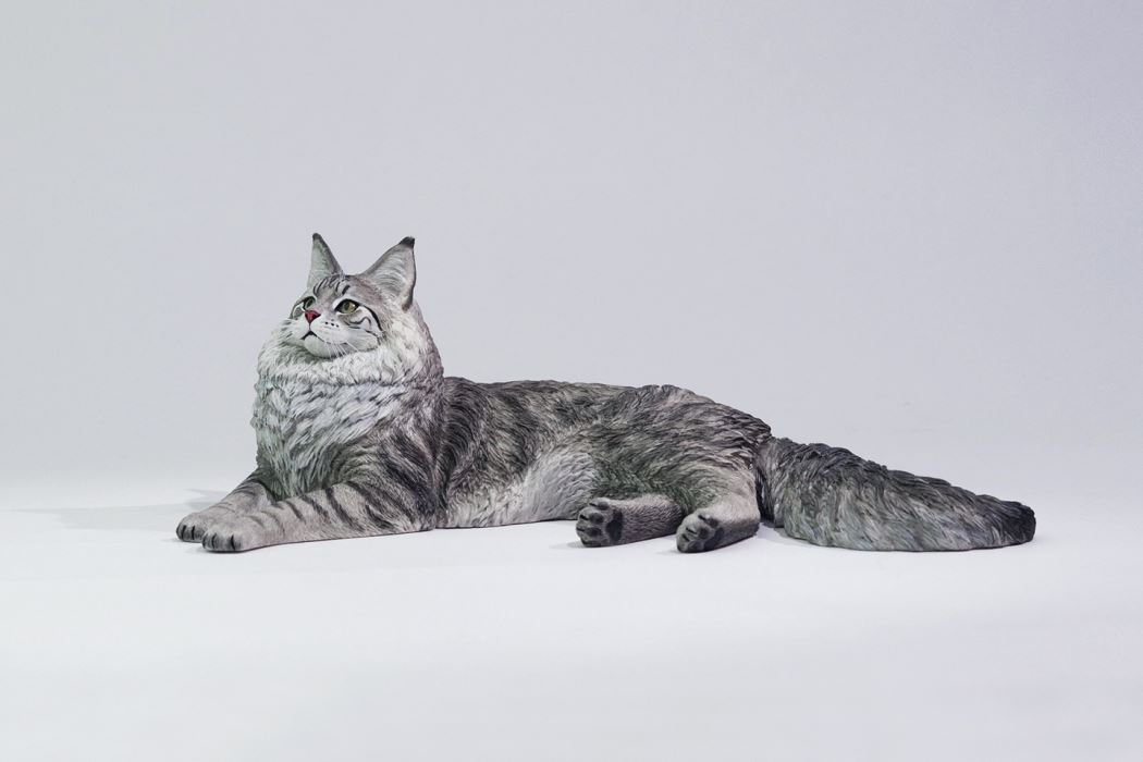 Silver Tiger Maine Coon