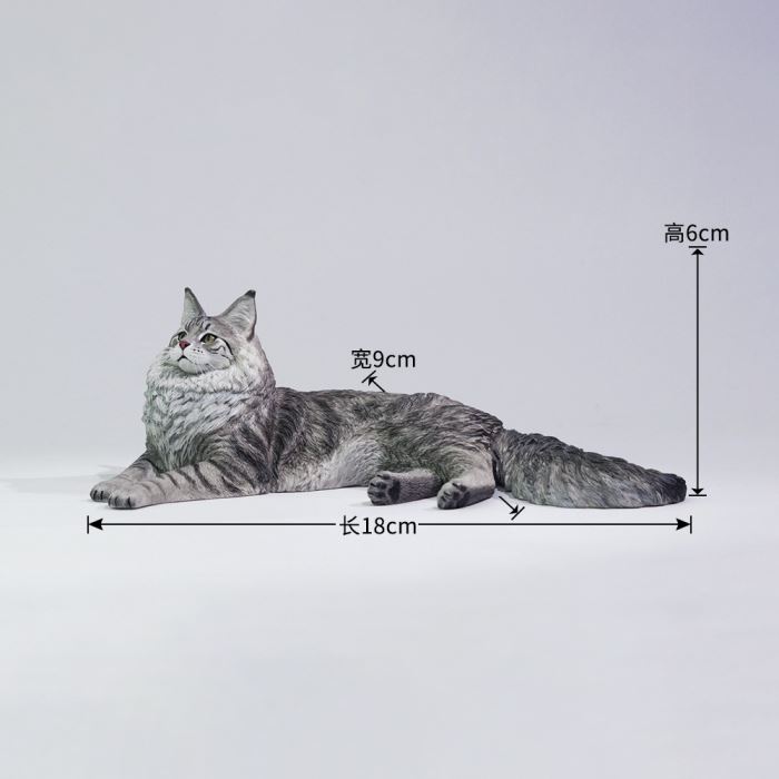 Silver Tiger Maine Coon