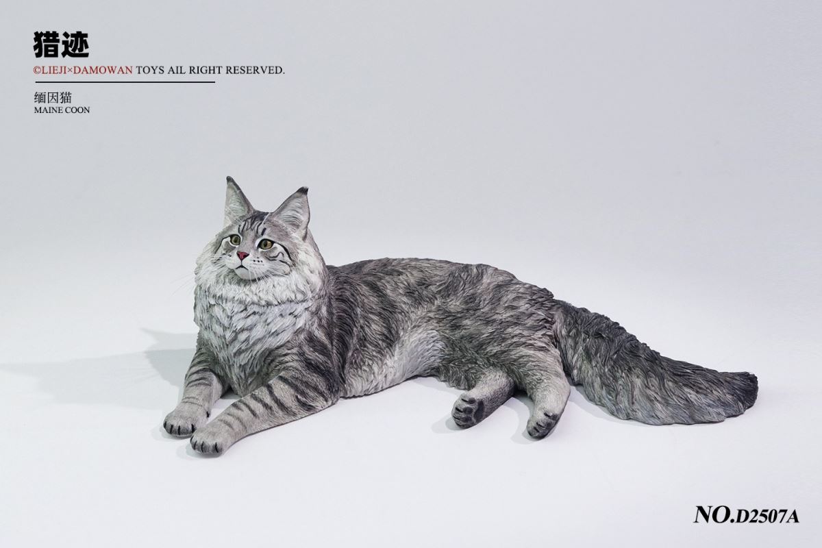 Silver Tiger Maine Coon