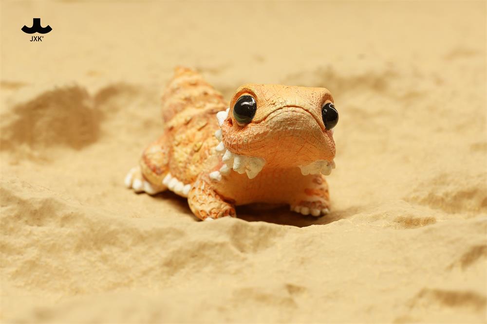 Pogona vitticeps (Roshia Ilumi Forest)