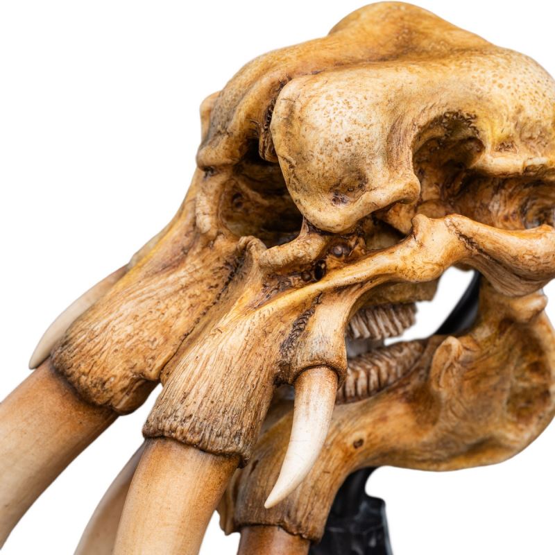 Skull of a Mumak - The Lord of the Rings