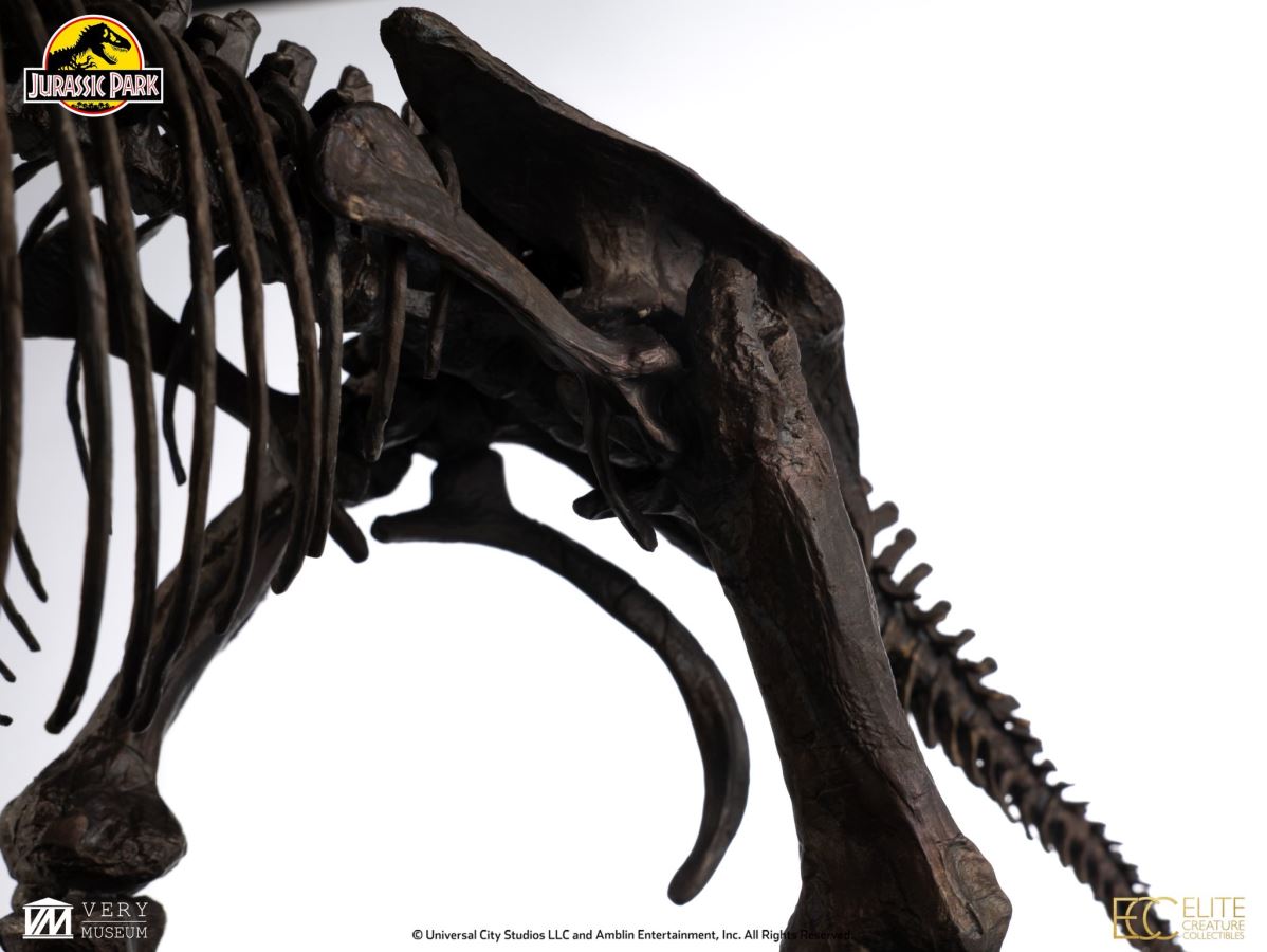 Triceratops Fossil Skeleton