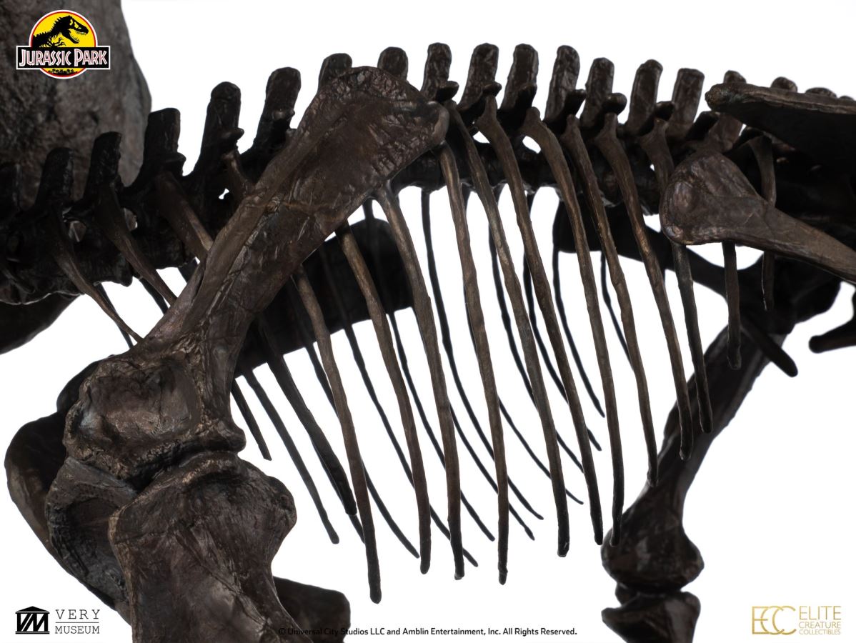 Triceratops Fossil Skeleton