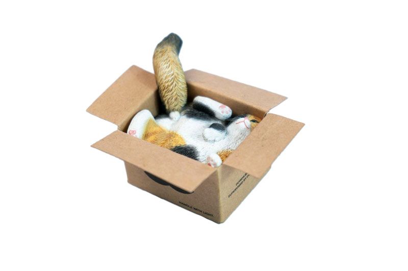 Cardboard Box Cat