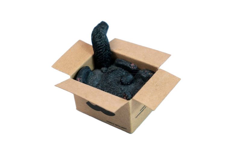 Cardboard Box Cat